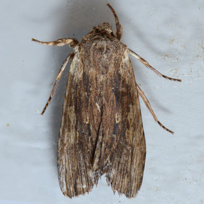 9889 Wanton Pinion Moth - Lithophane petulca
