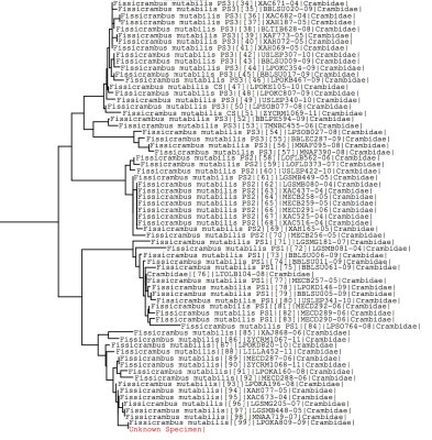 UPDATED tree using all BOLD data