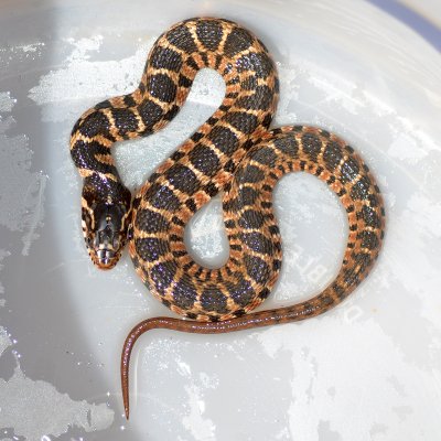 Young Blotched water snake