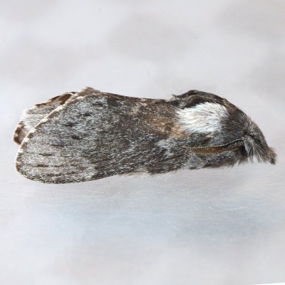 7685 Riley's Lappet Moth - Heteropacha rileyana