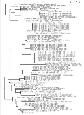 Probole Taxonomy Tree 4/2012
