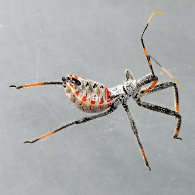 Wheel bug, nymph - Arilus cristatus