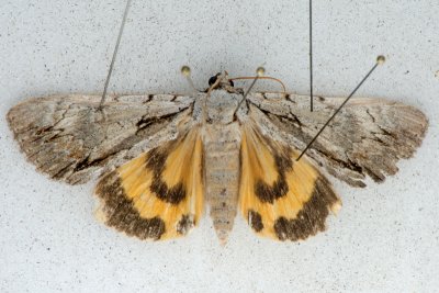 8872 Clinton's Underwing - Catocala clintonii