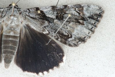 8790 Dejected Underwing - Catocala dejecta