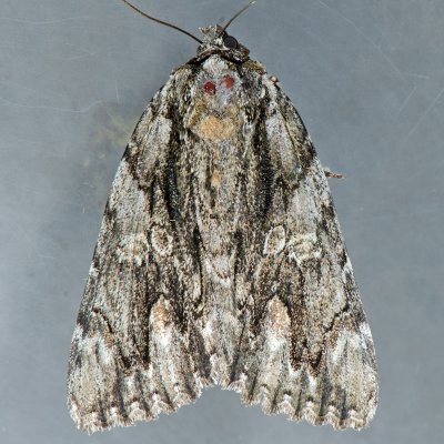 8851 Scarlet Underwing - Catocala coccinata