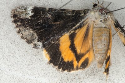 8876  Little Nymph Underwing Moth   Catocala micronympha