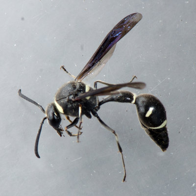 Eumenes fraternus- Potter Wasp