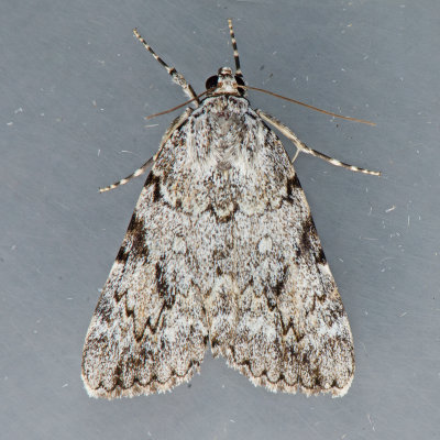 8878 Girlfriend Underwing - Catocala amica