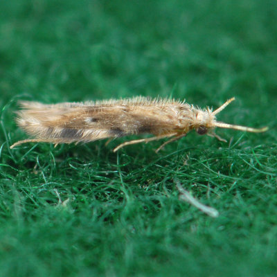 Microcaddisfly - Oxyethira pallida