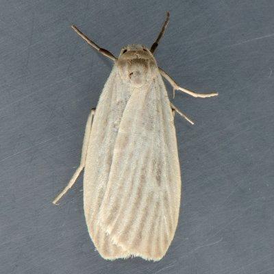 8045.1 Pale Lichen Moth - Crambidia pallida