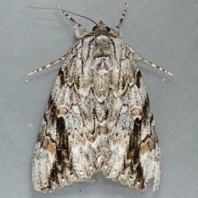 8793 Sad Underwing - Catocala maestosa