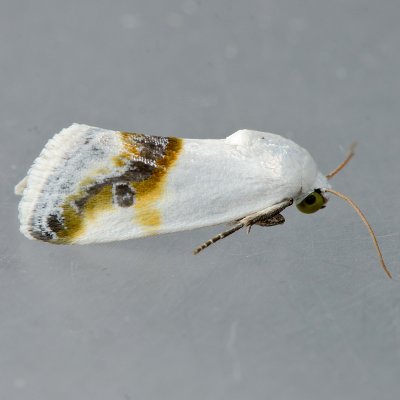 9089 Prairie Bird-dropping Moth  Ponometia binocula