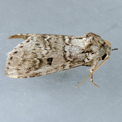 7998 Variable Oakleaf Caterpillar Moth - Lochmaeus manteo