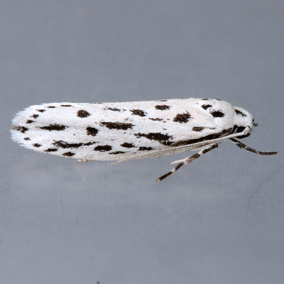 999  Streaked Ethmia - Ethmia longimaculella