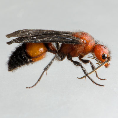 Velvet Ant - Sphaeropthalma pensylvanica