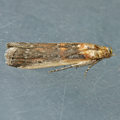 5890 Adelphia Moth  Adelphia petrella