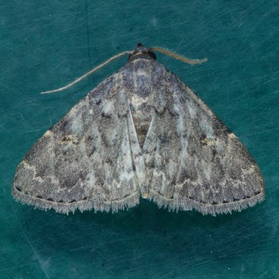 8333  Toothed Idia Moth - Idia denticulalis
