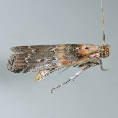 5890 Adelphia Moth  Adelphia petrella