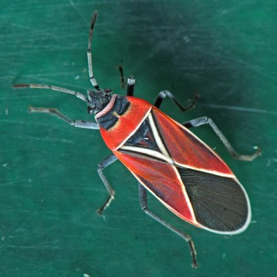 Neacoryphus bicrucis - Whitecrossed Seed Bug