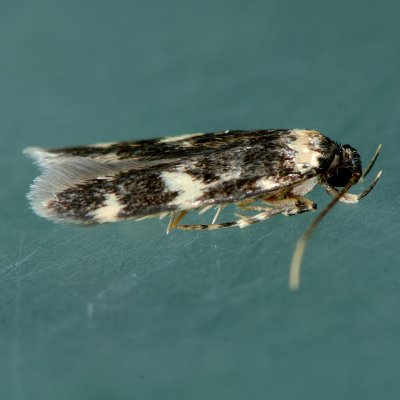 1134  Four-spotted Yellowneck - Oegoconia quadripuncta 