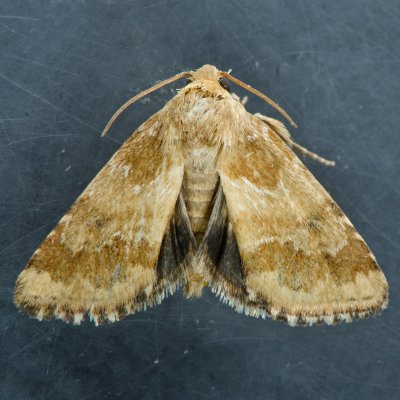11112 Sordid Flower Moth  Schinia sordidus