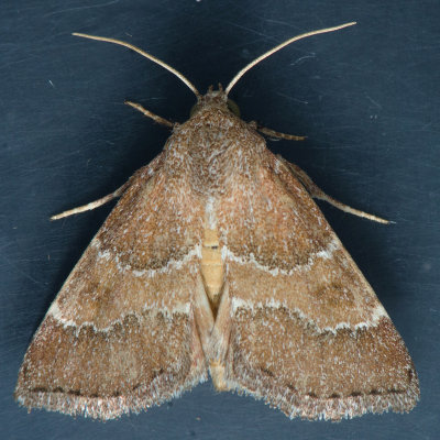 11140 Brown Flower Moth - Schinia saturata