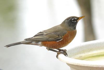 American Robin