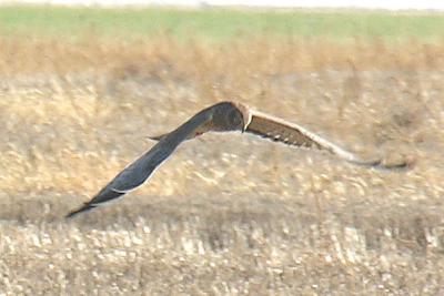 Northern Harrier