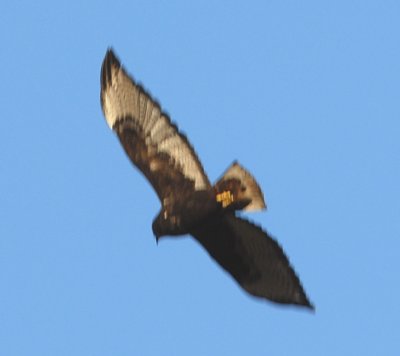 Red-tailed Hawk, likely Harlan's type