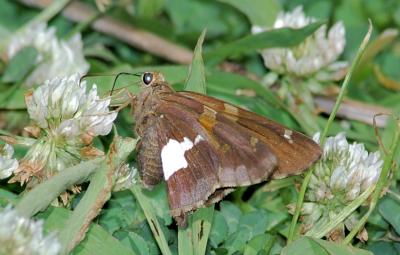 Silver-spotted Skipper