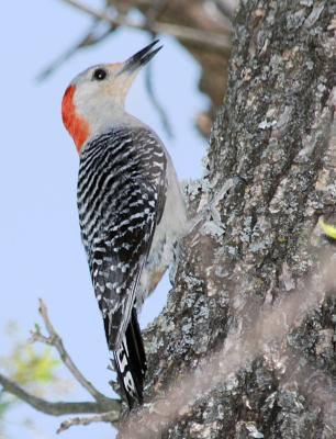 Red-bellied Woodpecker female