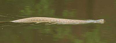 Water Snake swimming