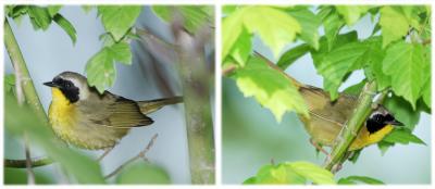 Common Yellowthroat male