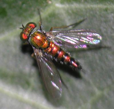 Metallic fly - Family Dolichopodidae