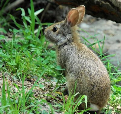 Young Cottontail Rabbit 