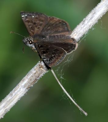 Mottled or Wild Indigo Duskywing Skipper