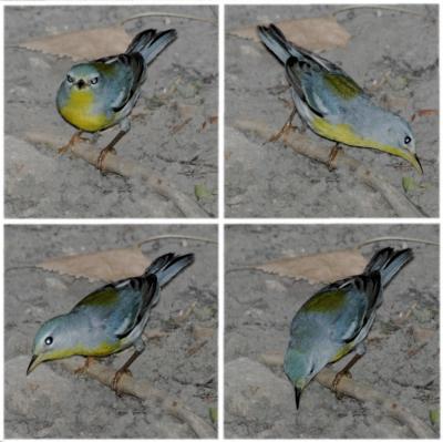 Northern Parula 1st year coloring