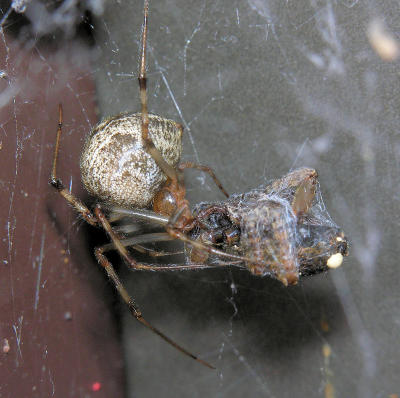 Parasteatoda tepidariorum - Common House Spider