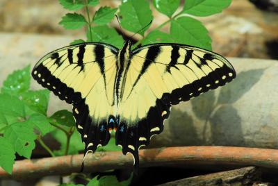 Eastern Tiger Swallowtail male