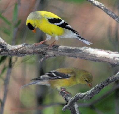 American Goldfinches