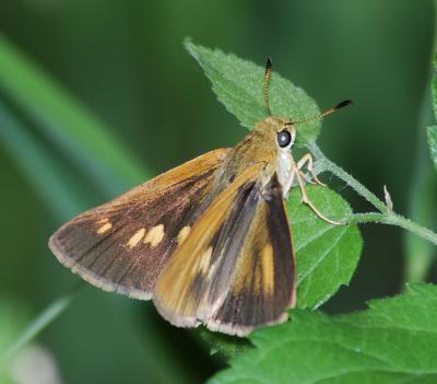 Dion Skipper female (likely)