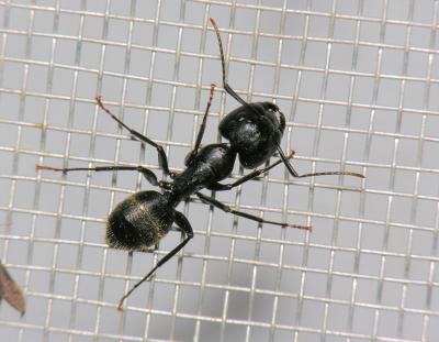 Large Black Ant