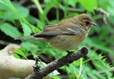 Indigo Bunting female - overcast day