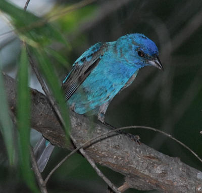 Indigo Bunting male - flash 2