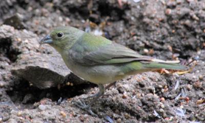 Painted Bunting - overcast day 2
