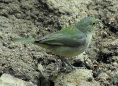 Painted Bunting - overcast day 3