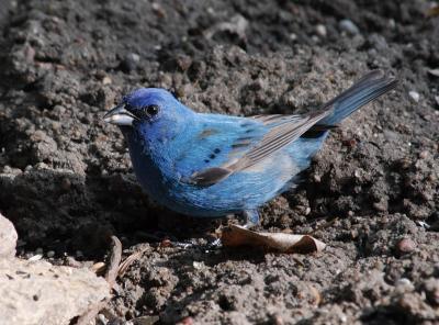 Indigo Bunting male - sunlight 2