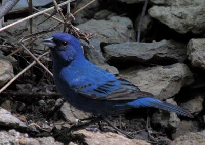 Indigo Bunting Male - mixed shade 2