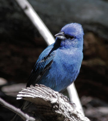 Indigo Bunting male - sunlight