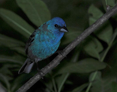 Indigo Bunting male - flash 1